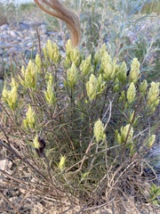 Castilleja pallida caudata