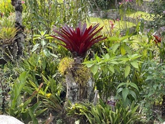 Tillandsia machupicchuensis