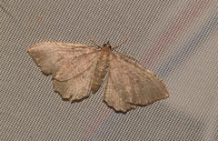 Philereme vetulata