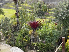 Tillandsia machupicchuensis