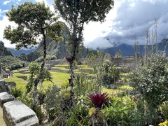 Tillandsia machupicchuensis