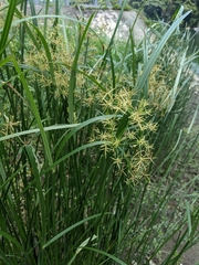 Cyperus malaccensis malaccensis
