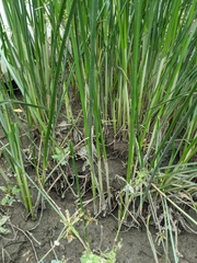Cyperus malaccensis malaccensis