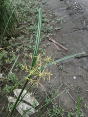 Cyperus malaccensis malaccensis