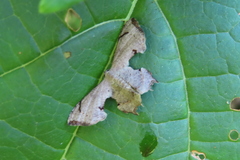 Dysaethria quadricaudata