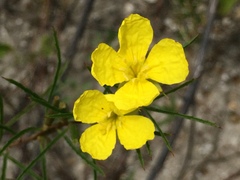 Oenothera berlandieri pinifolia