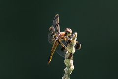 Libellula semifasciata