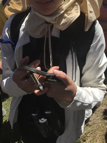 iNaturalist observation photo of Aquatic Garter Snake