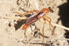 Saropogon luteus