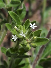 Allophyllum integrifolium