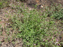 Allophyllum integrifolium