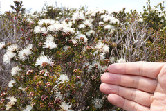 Melaleuca squamea