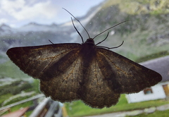 Gnophini