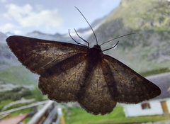 Gnophini