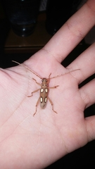 Eburia quadrimaculata