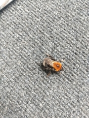 Bombus hypnorum