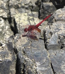 Trithemis aurora