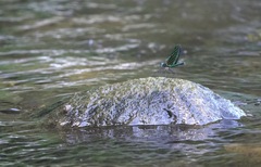 Neurobasis luzoniensis