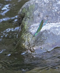 Neurobasis luzoniensis