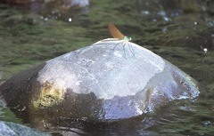 Neurobasis luzoniensis