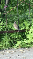 Turdus pilaris