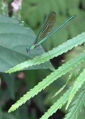 Neurobasis luzoniensis