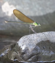 Neurobasis luzoniensis