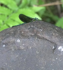 Neurobasis luzoniensis