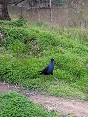 Porphyrio melanotus