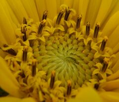 Wyethia angustifolia