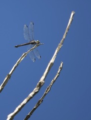 Potamarcha congener
