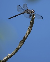 Potamarcha congener