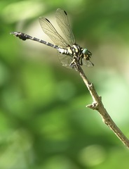 Paragomphus balneorum