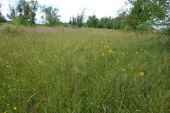 Wyethia angustifolia