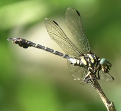 Paragomphus balneorum
