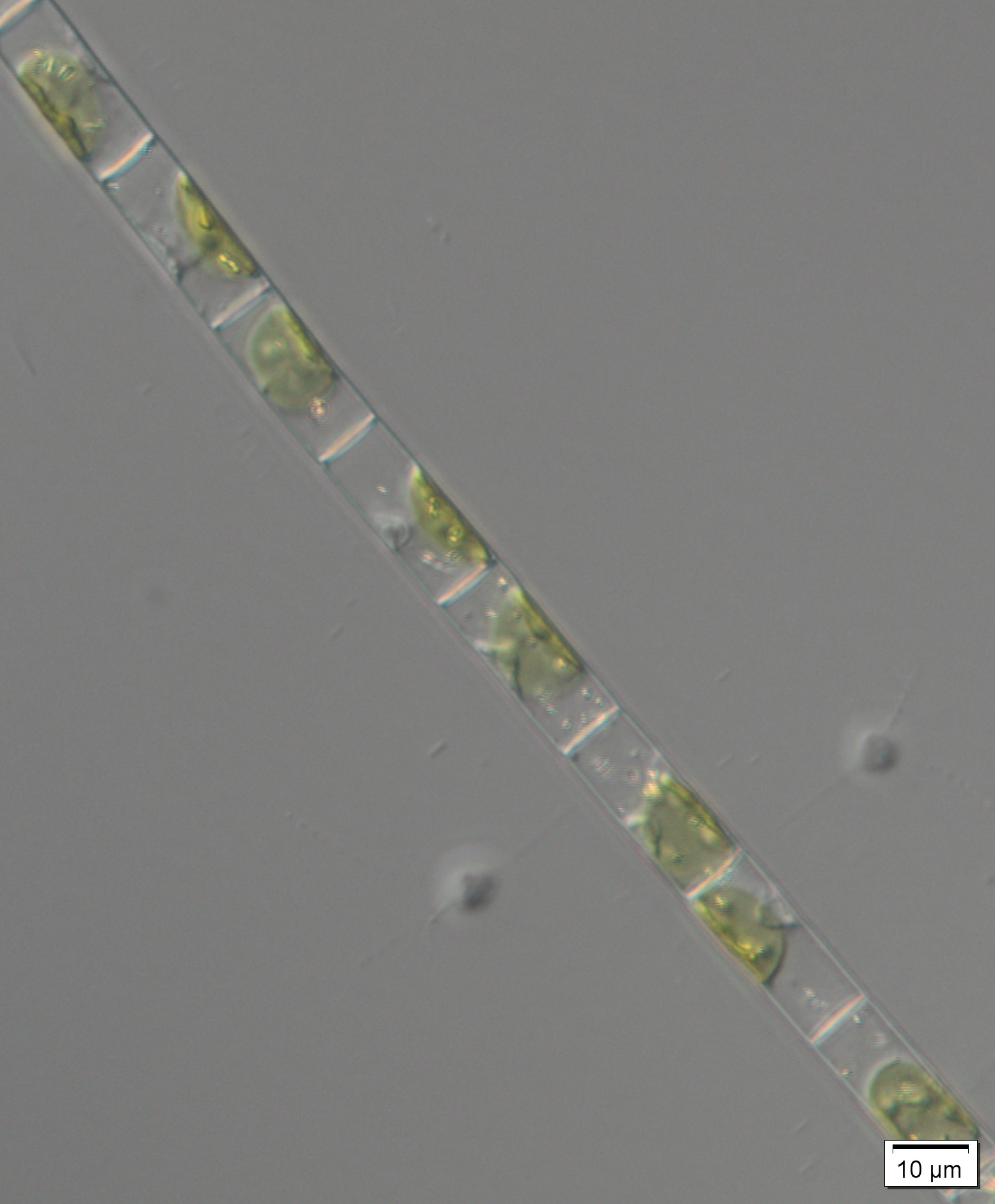 Klebsormidiophyceae