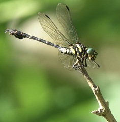 Paragomphus balneorum