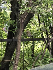 Turdus pilaris