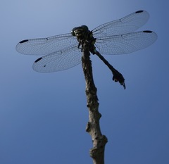 Paragomphus balneorum