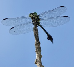 Paragomphus balneorum