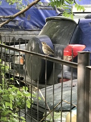 Turdus pilaris