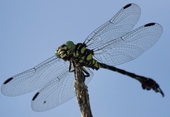 Paragomphus balneorum