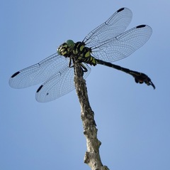 Paragomphus balneorum