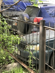 Turdus pilaris