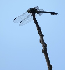 Paragomphus balneorum