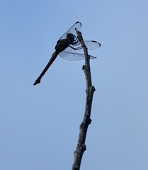 Potamarcha congener