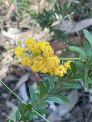 Acacia leichhardtii