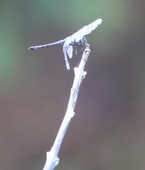Potamarcha congener