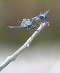 Potamarcha congener