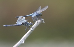 Potamarcha congener